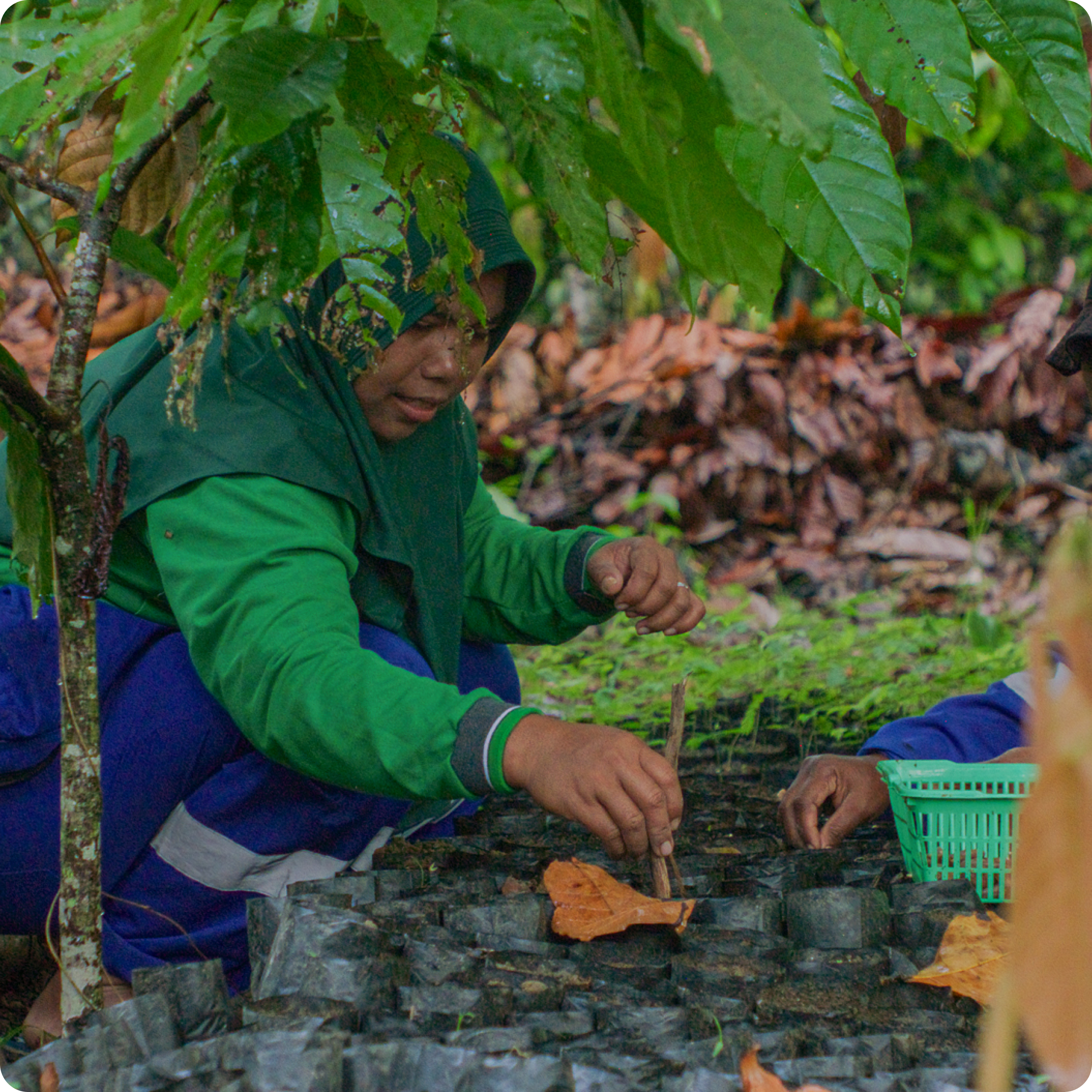 Regenerative farming