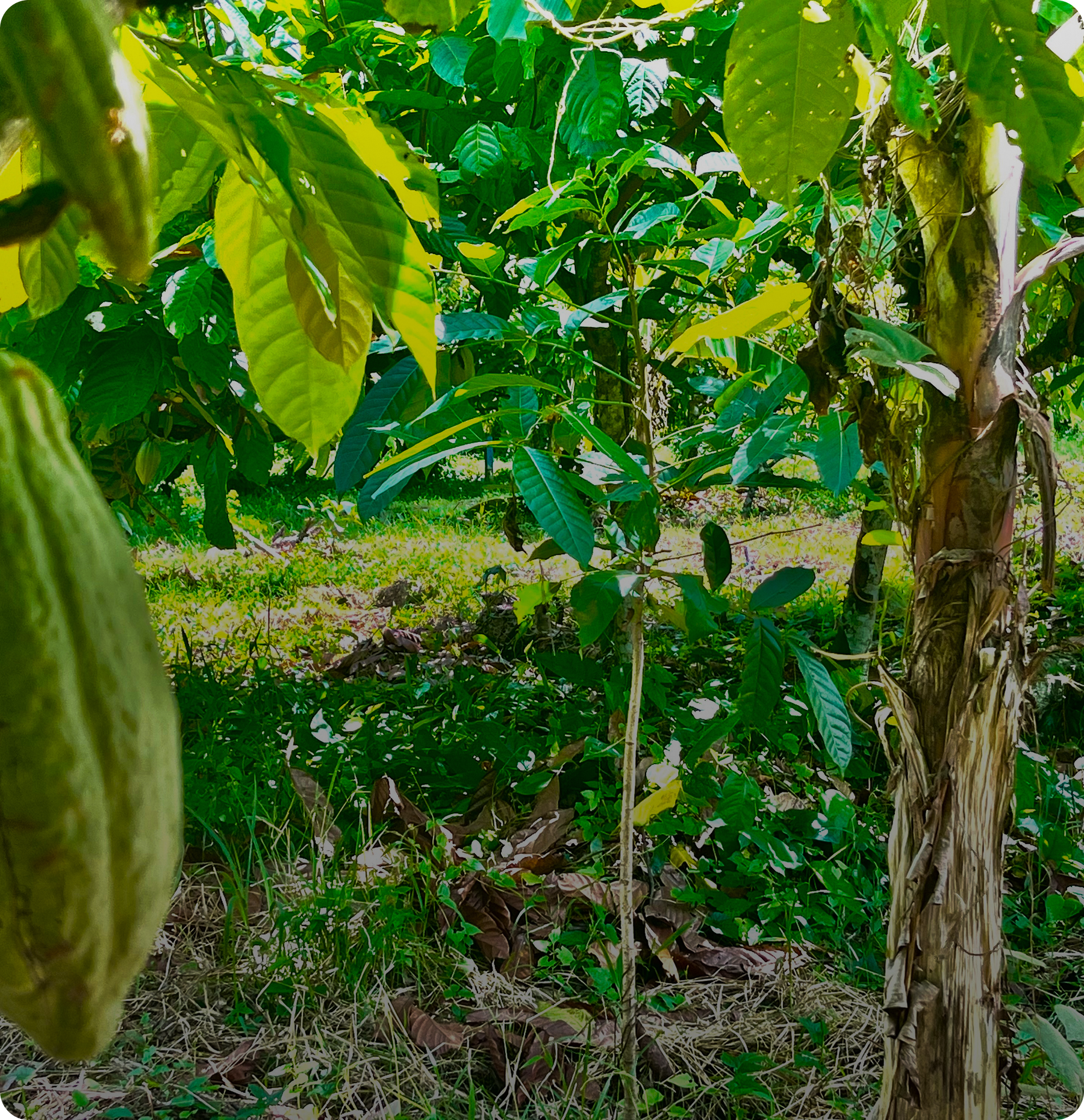 Green business feature